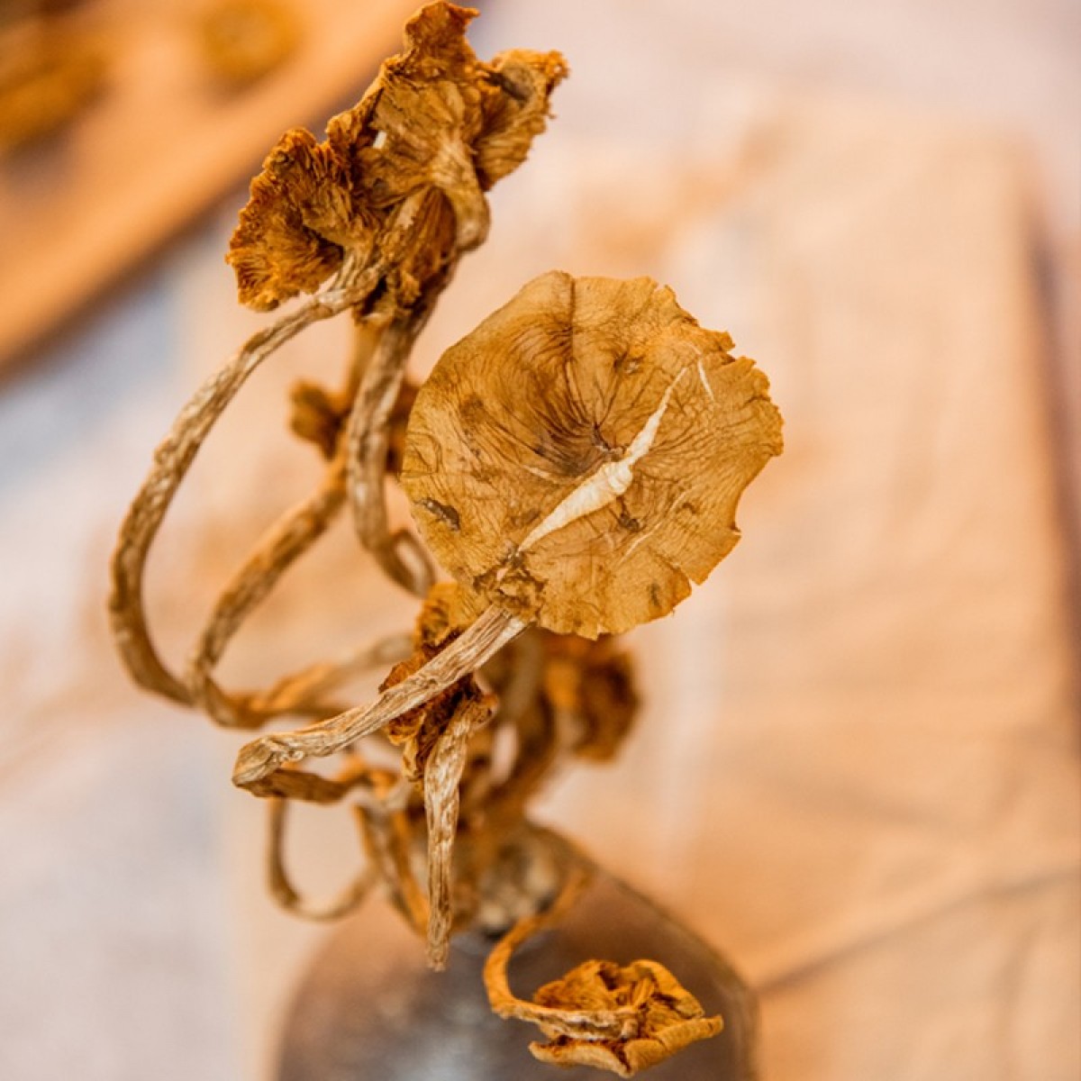 滋美世家 山珍菌菇 煲汤烹饪火锅食材 茶树菇120g